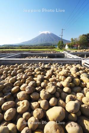 ジャガイモと羊蹄山