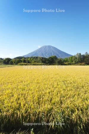 羊蹄山と水田（稲）