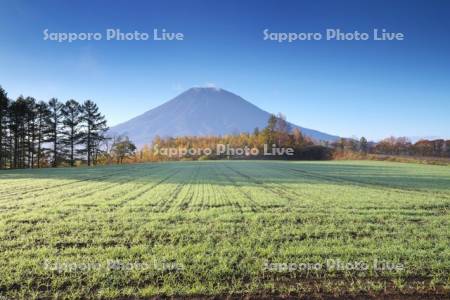 秋まき小麦と羊蹄山