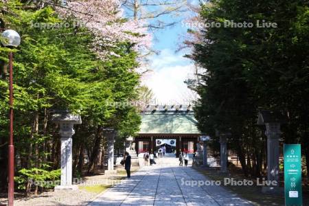 帯廣神社と桜