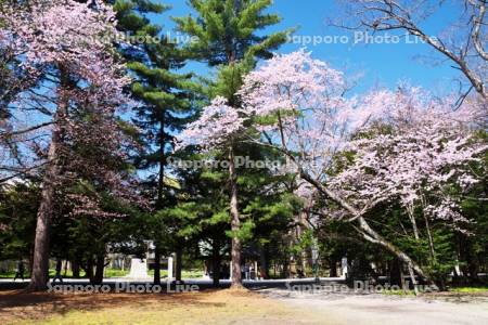 帯廣神社と桜