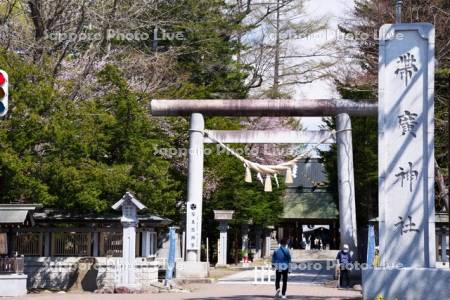 帯廣神社と桜