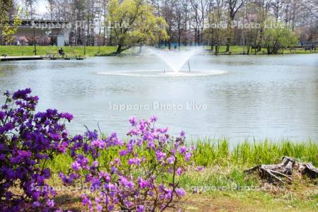 緑ヶ丘公園　ツツジ