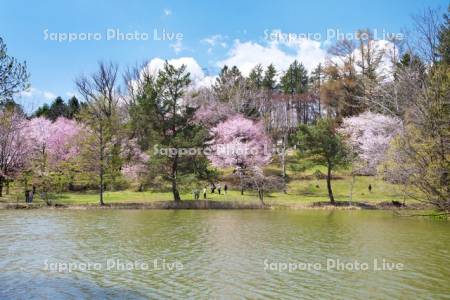 緑ヶ丘公園とサクラ