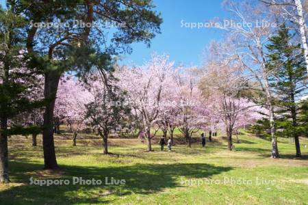 緑ヶ丘公園とサクラ