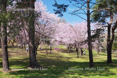 緑ヶ丘公園とサクラ