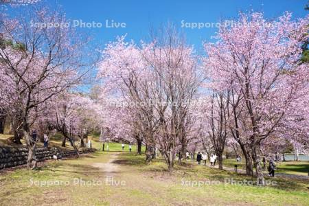 緑ヶ丘公園とサクラ