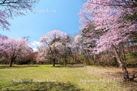 緑ヶ丘公園とサクラ