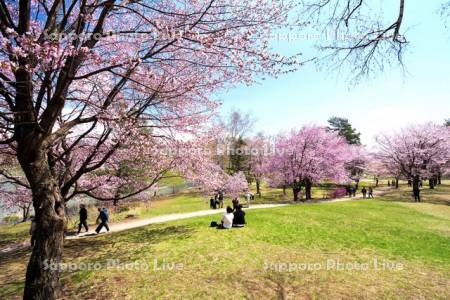 緑ヶ丘公園とサクラ