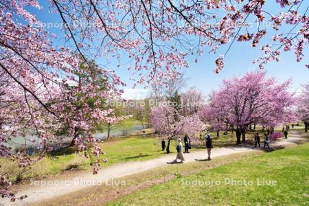 緑ヶ丘公園とサクラ