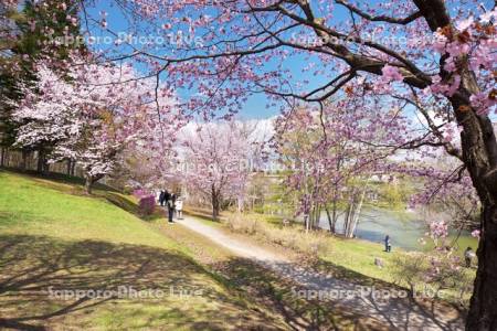 緑ヶ丘公園とサクラ