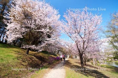 緑ヶ丘公園とサクラ