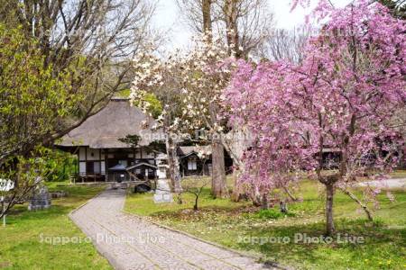 有珠善光寺と桜