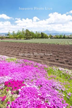 ファーム富田　芝桜と十勝岳連峰