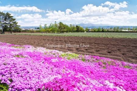 ファーム富田　芝桜と十勝岳連峰