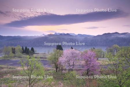 夕張川（シューパロ湖）と夕張山地の朝と桜