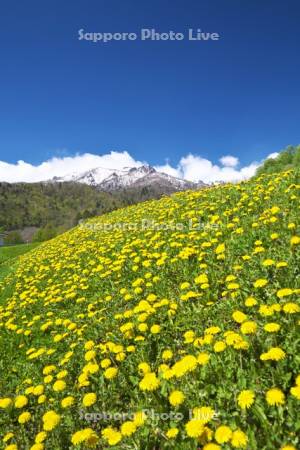 夕張山地とタンポポ