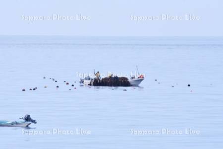 昆布漁と日本海