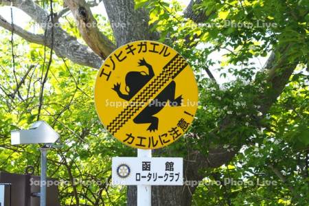 道路標識　カエル注意