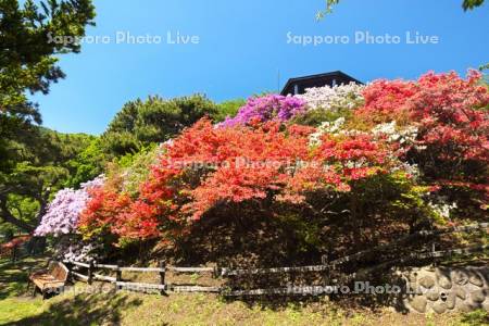 函館公園　ツツジ