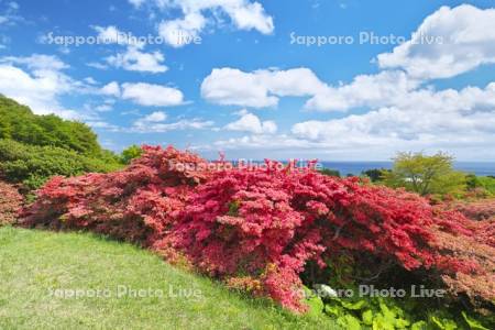 恵山つつじ公園　ツツジ