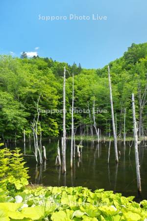 浦幌炭鉱跡付近の黒い池と水中木
