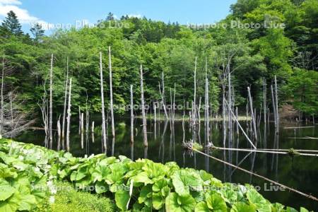 浦幌炭鉱跡付近の黒い池と水中木