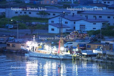 虻田漁港の朝　ホタテ水揚げ