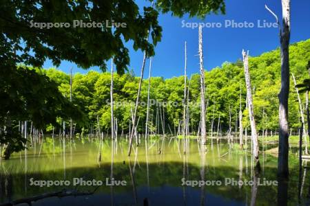 常室川砂防ダム湖（青くない池）と水中木