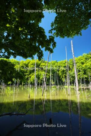 常室川砂防ダム湖（青くない池）と水中木