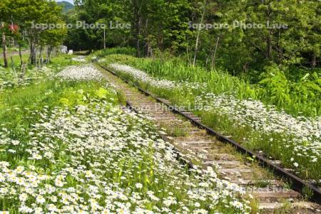 旧幌内線の線路と白い花