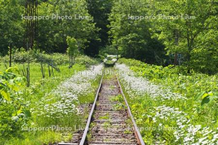 旧幌内線の線路と白い花