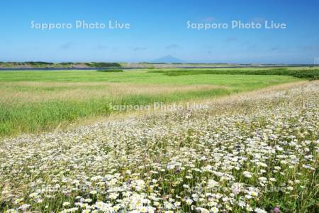 利尻島と天塩川