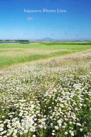 利尻島と天塩川