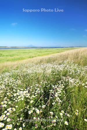 利尻島と天塩川