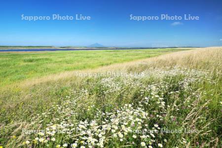 利尻島と天塩川