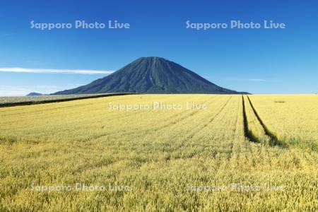 羊蹄山と麦畑