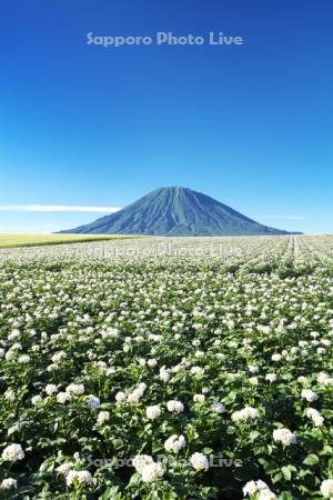 羊蹄山とジャガイモの花