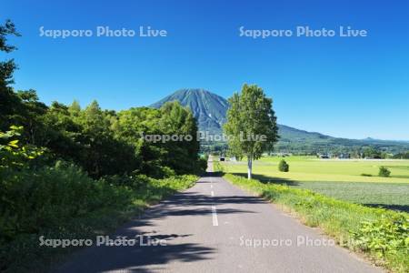 羊蹄山と道