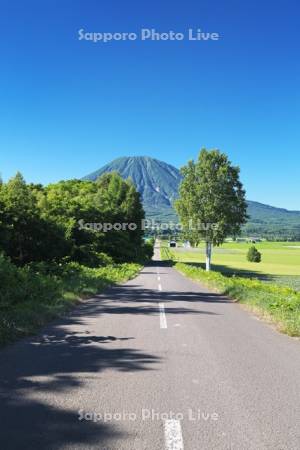 羊蹄山と道