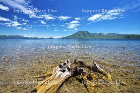 支笏湖の枯木と風不死岳