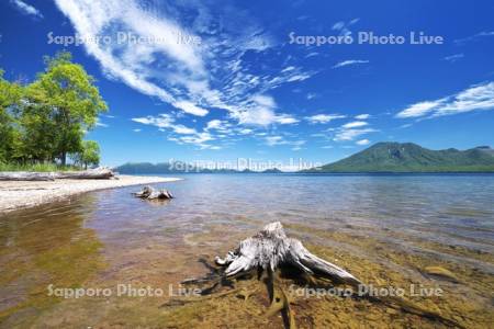 支笏湖の枯木と風不死岳