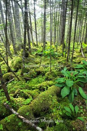 温根沼のコケの森