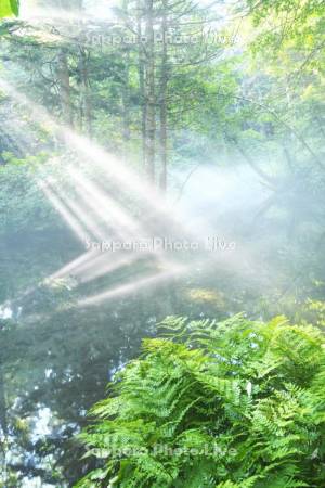 神の子池の朝霧と斜光