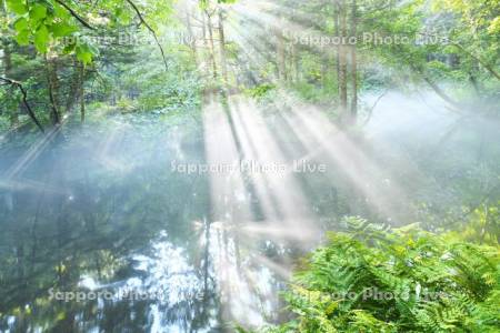 神の子池の朝霧と斜光