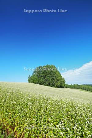 マイルドセブンの丘とソバの花