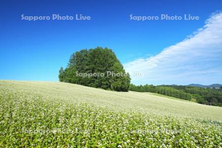マイルドセブンの丘とソバの花