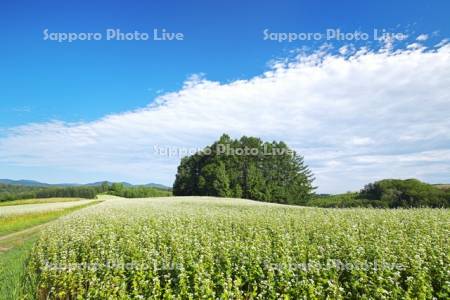 マイルドセブンの丘とソバの花