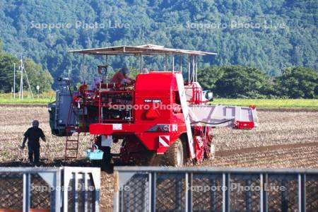 ジャガイモの収穫