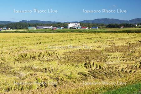 倒伏した稲
